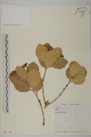 日本衛矛, 大葉黃楊藏品圖，第1張