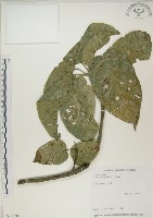 蘭嶼蘋婆藏品圖，第1張