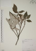 四脈麻藏品圖，第1張