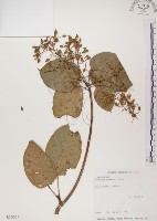 蘭嶼蘋婆藏品圖，第1張