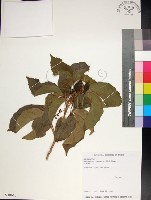 止宮樹藏品圖，第1張