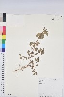 飛揚草藏品圖，第1張