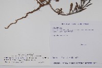 伏毛天芹菜藏品圖，第2張