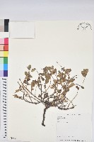 濱大戟藏品圖，第1張