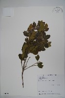 倒卵葉冬青、金平氏冬青藏品圖，第1張