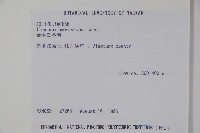 倒卵葉冬青、金平氏冬青藏品圖，第2張