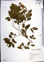 月橘藏品圖，第1張