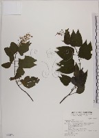 菊花木藏品圖，第1張