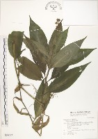 杜若藏品圖，第1張