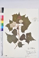 台灣白匏子藏品圖，第1張