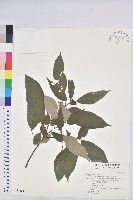 粗糠柴藏品圖，第1張