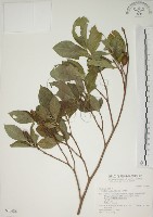 山黃梔藏品圖，第1張