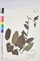 菲律賓饅頭果藏品圖，第1張