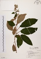 旋莢木藏品圖，第1張