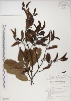 椆樹桑寄生, 大葉榿寄生藏品圖，第1張