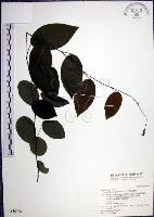 大葉山螞蝗藏品圖，第1張