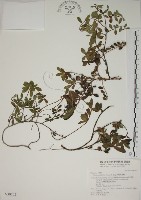 越橘葉蔓榕藏品圖，第1張