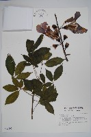 美人樹藏品圖，第1張