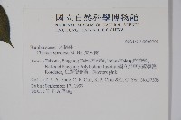 美人樹藏品圖，第2張