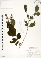 九芎藏品圖，第1張