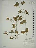 鵝鑾鼻鐵線蓮藏品圖，第1張