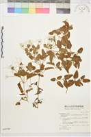 鵝鑾鼻鐵線蓮藏品圖，第2張