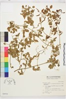 鵝鑾鼻鐵線蓮藏品圖，第2張