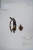 穗花蛇菰藏品圖，第1張