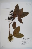 珊瑚樹藏品圖，第1張