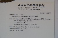 珊瑚樹藏品圖，第2張