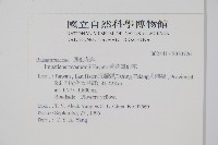 黃花鳳仙花藏品圖，第2張