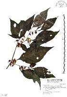 龍珠藏品圖，第1張