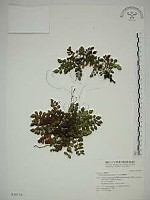 臺灣莓藏品圖，第1張