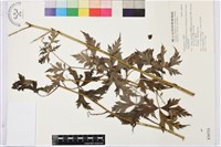 蔓烏頭藏品圖，第2張