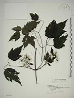 串鼻龍藏品圖，第1張