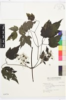串鼻龍藏品圖，第2張