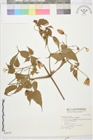 小木通藏品圖，第2張