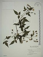 巴氏鐵線蓮藏品圖，第1張