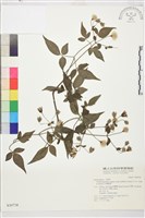 巴氏鐵線蓮藏品圖，第2張