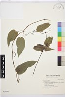 亨利氏鐵線蓮藏品圖，第1張