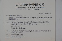 長橢圓葉莢迷藏品圖，第2張