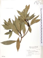 豬腳楠藏品圖，第1張