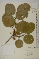 大葉南蛇藤藏品圖，第1張