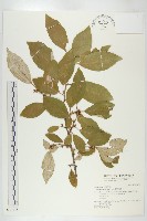 鄧氏胡頹子藏品圖，第1張