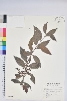 珍珠花、長尾葉越橘藏品圖，第1張