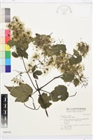 串鼻龍藏品圖，第2張