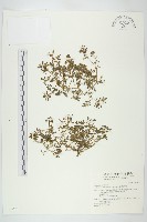 星果佛甲草藏品圖，第1張