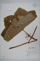 八角蓮藏品圖，第1張