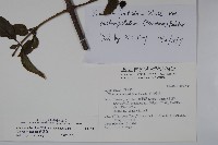 狹葉莢迷藏品圖，第2張