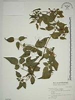 小木通藏品圖，第1張